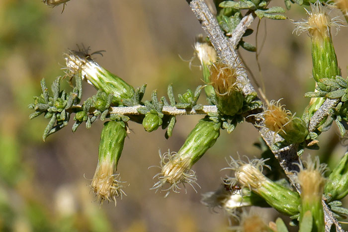 Yerba de Pasmo has creamy white solitary flowers on terminal leafy branchlets in clusters of 10 to 20; male and female flowers on separate plants. Baccharis pteronioides 